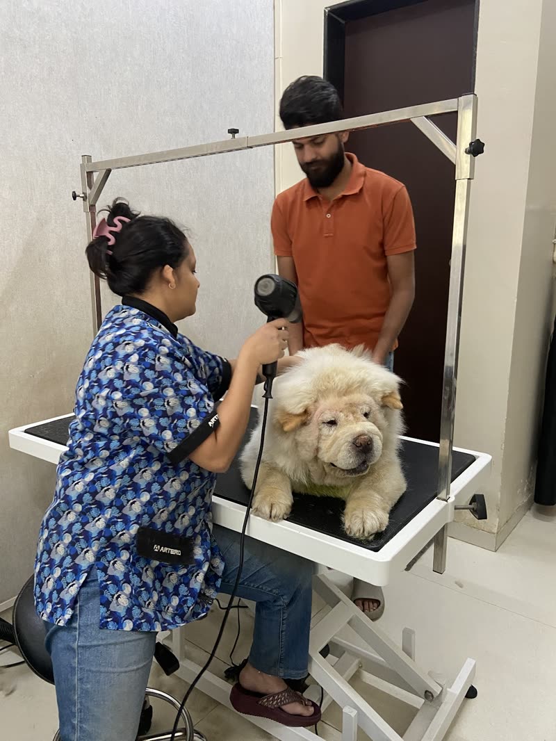 A wider view of the grooming room: a groomer blow-drying a Chow Chow on a lowered table with a colleague steadying it