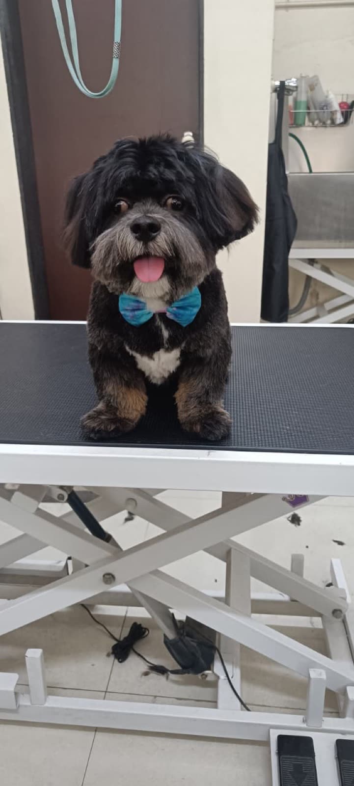 A bow-tied Shih Tzu standing on the grooming table with the salon shelving behind